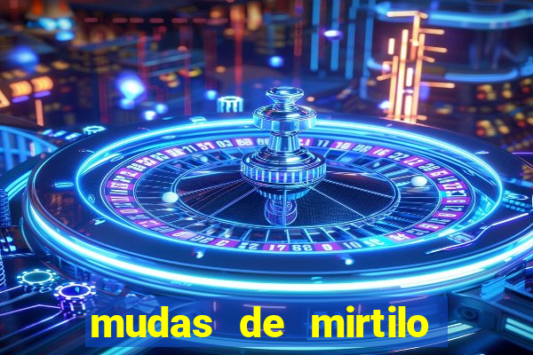 mudas de mirtilo em porto alegre