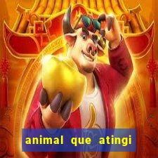 animal que atingi 230 decibeis