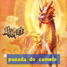 puxada do camelo no jogo do bicho